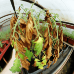 main autopilot 26903 1775378877