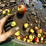 main autopilot 26927 1775380672